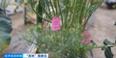从依赖进口到实现国产替代 “中国种”建牢“菜